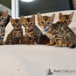 Photo №2 to announcement № 64753 for the sale of bengal cat - buy in Germany private announcement, from nursery