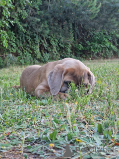 Photo №2 to announcement № 106780 for the sale of cane corso - buy in Poland breeder