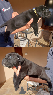 Photo №3. Cane Corso puppies for sale. Serbia