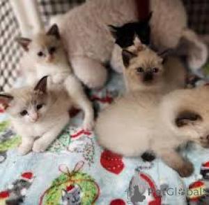 Photo №1. balinese cat - for sale in the city of Espoo | 516$ | Announcement № 171568