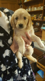 Photo №4. I will sell golden retriever in the city of Wentorf bei Hamburg. private announcement, breeder - price - 423$