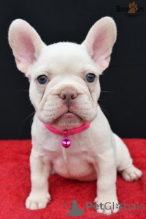 Photo №2 to announcement № 62153 for the sale of french bulldog - buy in United States breeder