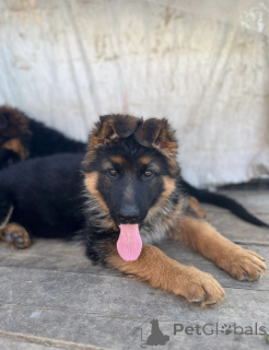 Photo №4. I will sell german shepherd in the city of Irkutsk. from nursery, breeder - price - 355$