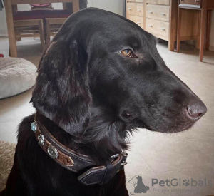 Photo №1. flat-coated retriever - for sale in the city of Ham-sous-Varsberg | 1902$ | Announcement № 127187