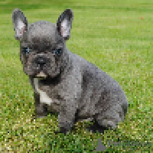 Photo №3. Top DFC Quality French Bulldogs. Germany
