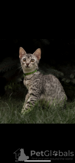 Photo №1. egyptian mau - for sale in the city of Ogrodzieniec | 1057$ | Announcement № 71617