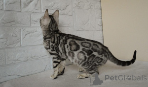 Photo №2 to announcement № 153262 for the sale of bengal cat - buy in Sweden 
