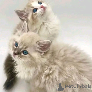 Photo №2 to announcement № 150761 for the sale of ragdoll - buy in Germany from the shelter, breeder