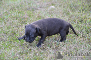 Additional photos: Pit bull puppies