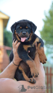 Additional photos: rottweiler