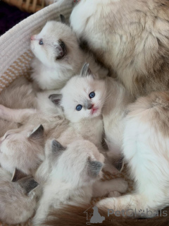 Photo №2 to announcement № 170646 for the sale of ragdoll - buy in Netherlands breeder