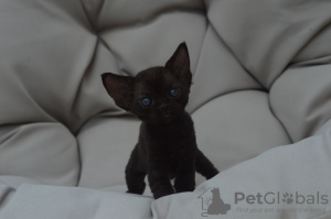 Photo №3. Lovely Devon Rex kittens available for sale now with home delivery services. Spain