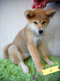 Photo №4. I will sell akita in the city of Novosibirsk. from nursery - price - 308$