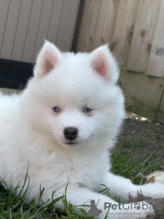 Additional photos: Our last 2 mini blue eyed pomskies