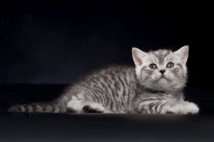 Additional photos: British kittens - silver spotted girl