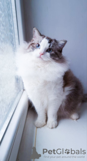 Photo №4. I will sell ragdoll in the city of Krakow. breeder - price - 1248$