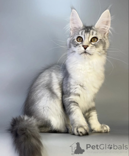 Photo №2 to announcement № 161669 for the sale of maine coon - buy in United States breeder