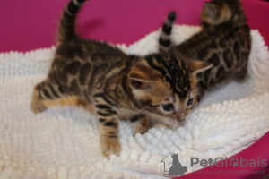 Photo №1. bengal cat - for sale in the city of Шверин | 370$ | Announcement № 124749