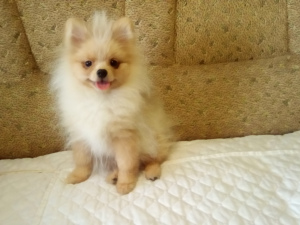 Photo №1. pomeranian - for sale in the city of Миргород | 661$ | Announcement № 5738