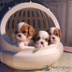 Photo №1. cavalier king charles spaniel - for sale in the city of Helsinki | 475$ | Announcement № 125668