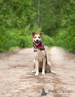 Photo №4. I will sell non-pedigree dogs in the city of Moscow river.  - price - Is free