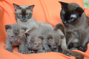 Photo №1. burmese cat - for sale in the city of Москва | 399$ | Announcement № 2087
