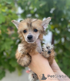 Photo №1. chinese crested dog - for sale in the city of Zrenjanin | negotiated | Announcement № 111491