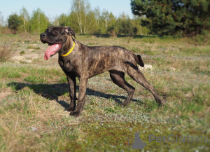 Additional photos: Cane Corso female puppy - FCI pedigree - for work and family