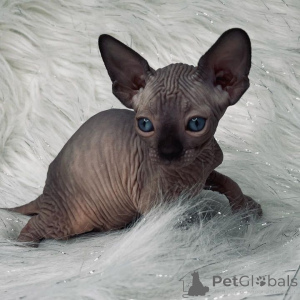 Photo №2 to announcement № 162935 for the sale of sphynx cat - buy in United States private announcement