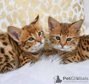 Photo №2 to announcement № 124223 for the sale of savannah cat - buy in Belgium 