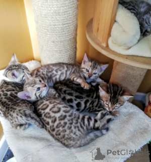 Photo №2 to announcement № 97919 for the sale of bengal cat - buy in Germany 