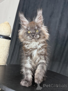 Photo №1. maine coon - for sale in the city of Strasbourg | negotiated | Announcement № 156465