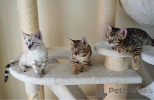 Photo №1. bengal cat - for sale in the city of Gothenburg | 706$ | Announcement № 153195