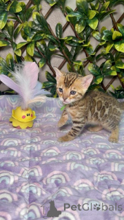 Photo №1. bengal cat - for sale in the city of Deggendorf | 361$ | Announcement № 173517