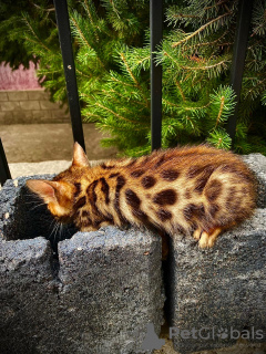 Photo №2 to announcement № 82126 for the sale of bengal cat - buy in Kazakhstan private announcement
