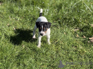 Photo №1. jack russell terrier - for sale in the city of Manchester | 929$ | Announcement № 166831