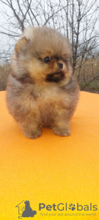 Photo №1. pomeranian - for sale in the city of Ужгород | 400$ | Announcement № 126679