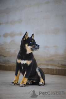 Photo №4. I will sell shiba inu in the city of Торревьеха. private announcement, breeder - price - 1374$