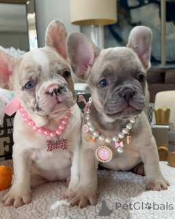 Photo №1. french bulldog - for sale in the city of Vadutz | negotiated | Announcement № 158240
