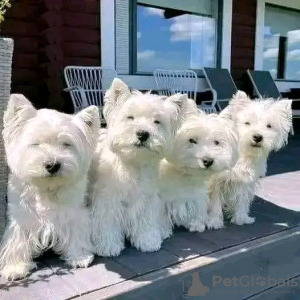 Photo №1. west highland white terrier - for sale in the city of Łeba | 395$ | Announcement № 13588