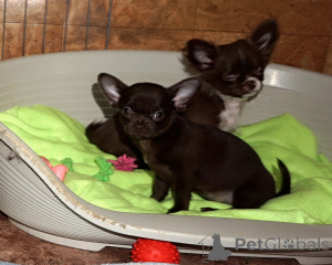 Photo №4. I will sell chihuahua in the city of Minsk. from nursery - price - negotiated