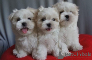 Photo №1. maltese dog - for sale in the city of Vienna | 395$ | Announcement № 135439