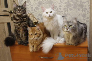 Additional photos: Maine Coon girls with pedigree