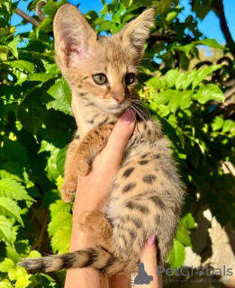 Photo №1. bengal cat - for sale in the city of Paris | negotiated | Announcement № 83202