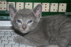 Photo №3. Gorgeous Russian Blue Kittens. Latvia