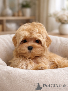 Photo №4. I will sell maltipu in the city of Munich. private announcement, breeder - price - negotiated