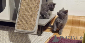 Photo №1. chartreux - for sale in the city of Aschaffenburg | 329$ | Announcement № 151630