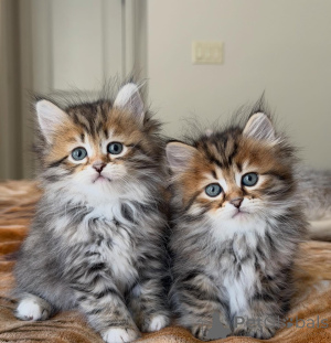 Photo №2 to announcement № 154642 for the sale of siberian cat - buy in Germany breeder