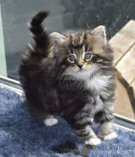 Photo №3. Noorse Boskattenkittens te koop. Belgium