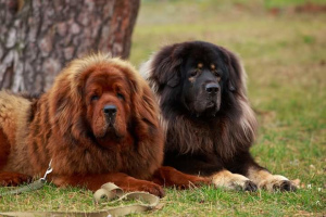 Photo №1. tibetan mastiff - for sale in the city of Kiev | 1000$ | Announcement № 6211